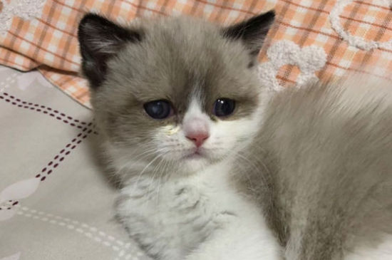 猫发春的表现