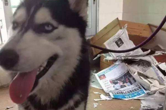 狗狗乱咬东西怎么办