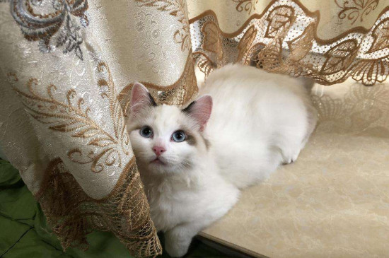 猫几个月打疫苗