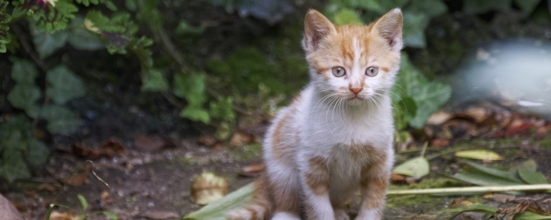 猫一般在几月份掉毛
