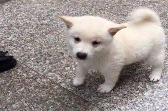 白色柴犬为什么便宜，性格较倔强且身体有缺陷所致