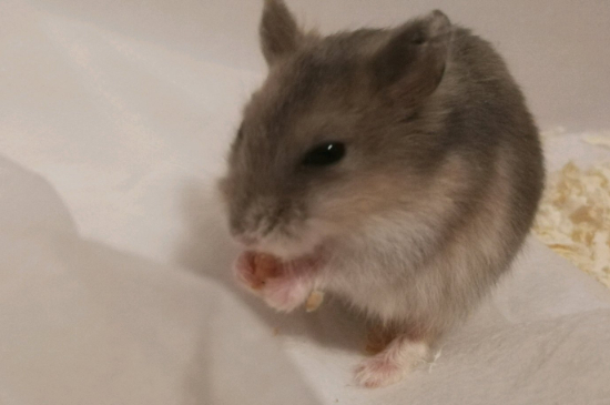 仓鼠咬死同伴后还能养吗