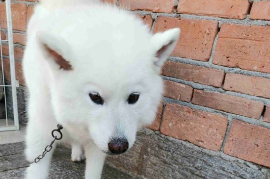 犬窝咳能自愈吗