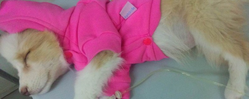 狗喘气喘的很厉害怎么办，可能得了肺炎需及时治疗