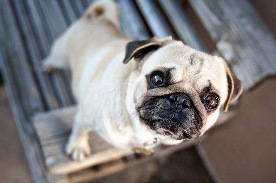 中国名犬有哪些