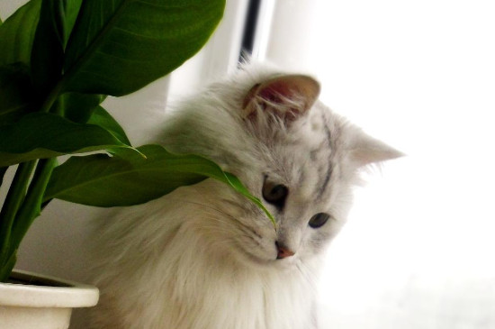 猫咪得狂犬病的症状表现有哪些