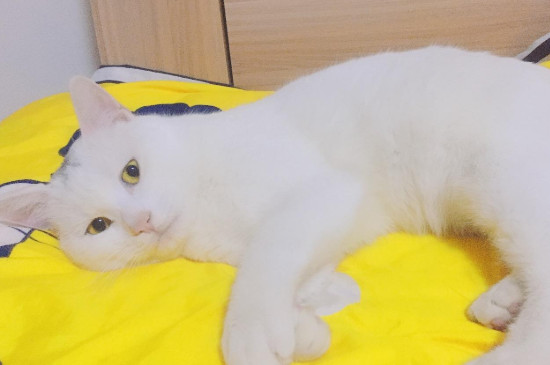 猫几个月发情期