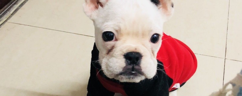 孕妇能养宠物狗吗