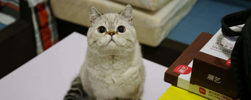 猫能上床吗，怎样让猫咪不往床上跑