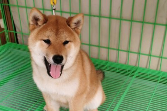 不养日本柴犬的理由