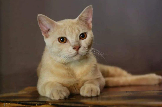 猫不吃饭怎么办