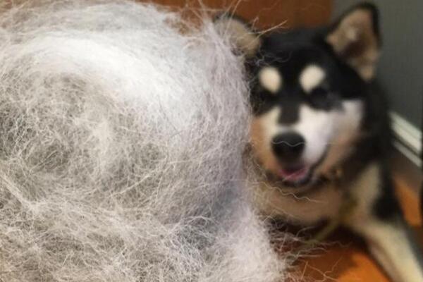 阿拉斯加犬和哈士奇的区别，阿拉斯加八大缺点难家养