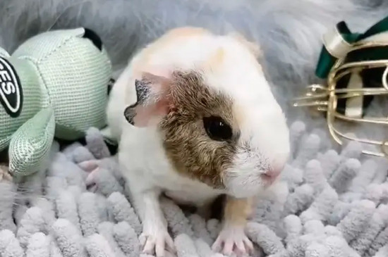 荷兰猪睡觉需要窝吗