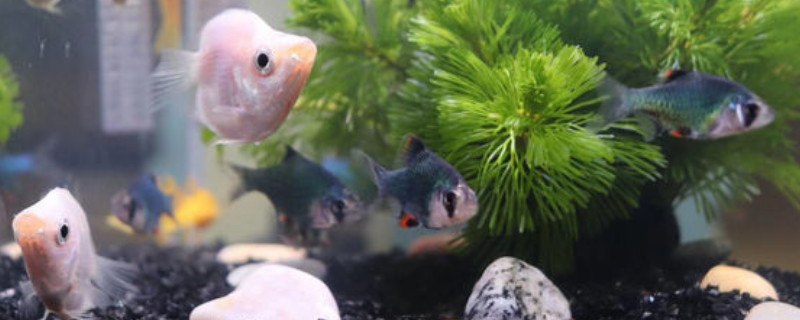 接吻鱼怎么分公母