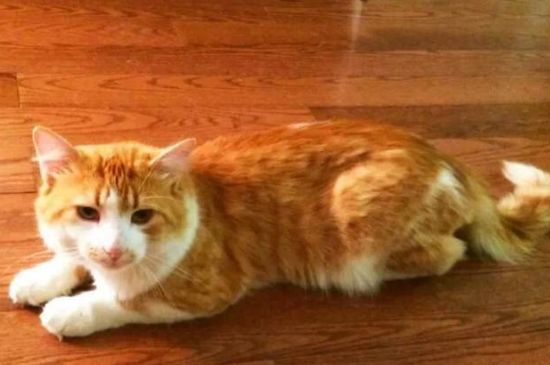 猫生产时主人怎么帮