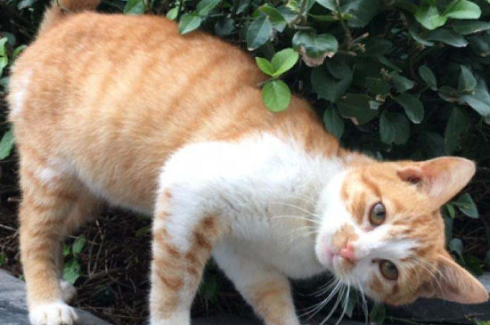 猫saa检测是什么