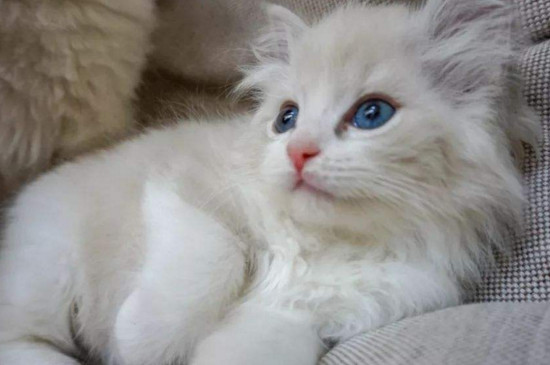 十大适合家养的猫