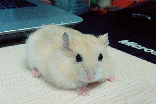 仓鼠死了是什么表现