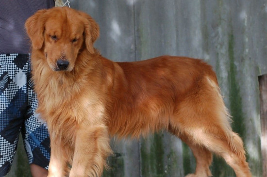 金毛犬哪个色系最贵，金色金毛最贵毛色越深越值钱