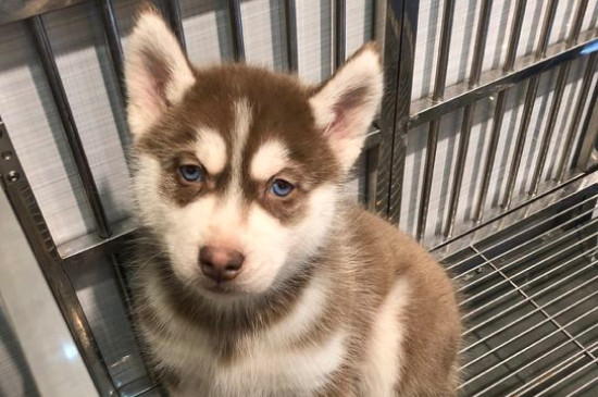 哈士奇幼犬多少钱一只，品相一般的二哈价格在1200～4000元