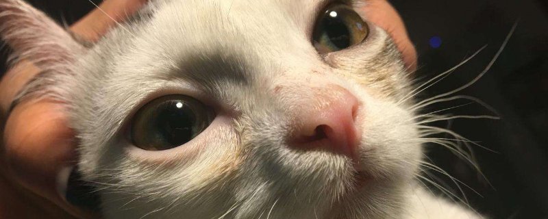 猫的鼻子特别红