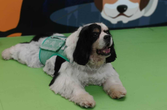 检疫犬是做什么的