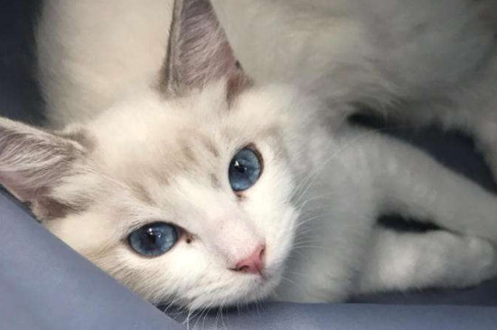 为什么要给猫做绝育