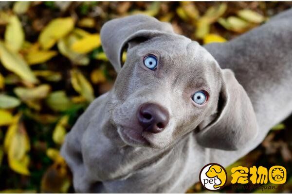 威玛猎犬多才多艺，既能训练成工作犬也能陪小孩老人