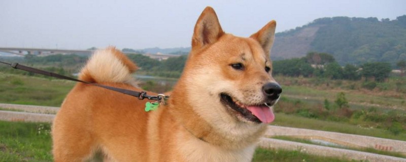 柴犬和土狗有什么区别