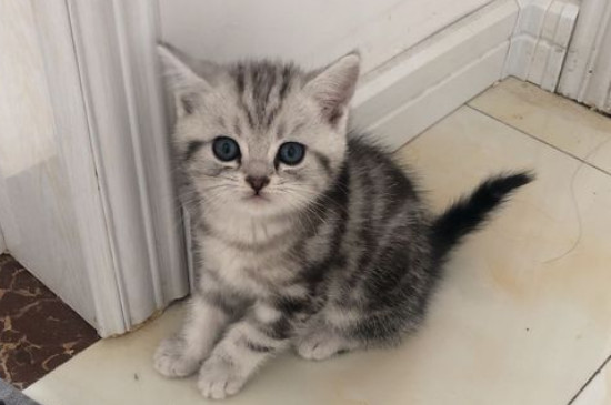 猫临死前的征兆
