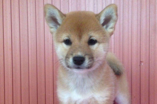 柴犬掉毛厉害吗