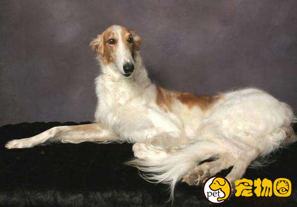 苏俄猎狼犬波索尔天生神秘，如今已成为受欢迎的伴侣犬