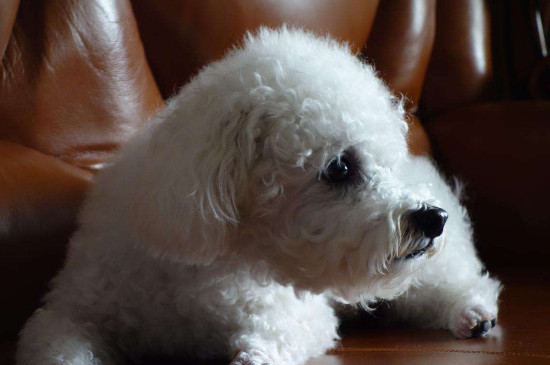 比熊犬寿命多少年