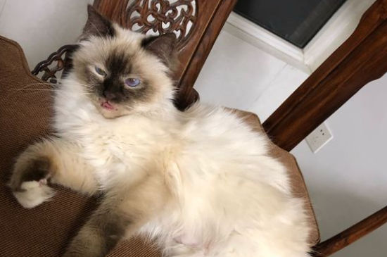 伯曼猫为什么不能养