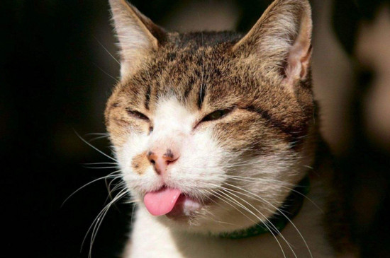 猫咪得了猫癣怎么办，猫咪得了猫癣的症状