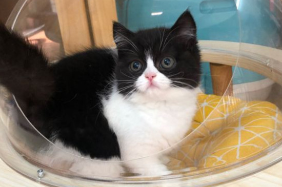 猫多久发情