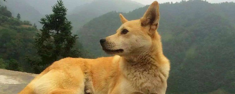 为什么土狗长大后变丑