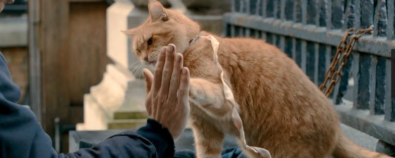 猫有灵性有什么表现