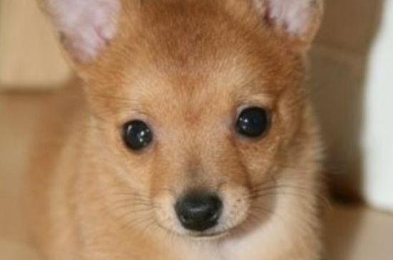 小鹿犬为什么没人养