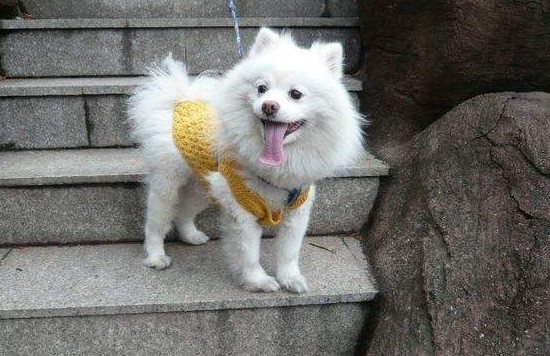 为什么狗不能吃巧克力