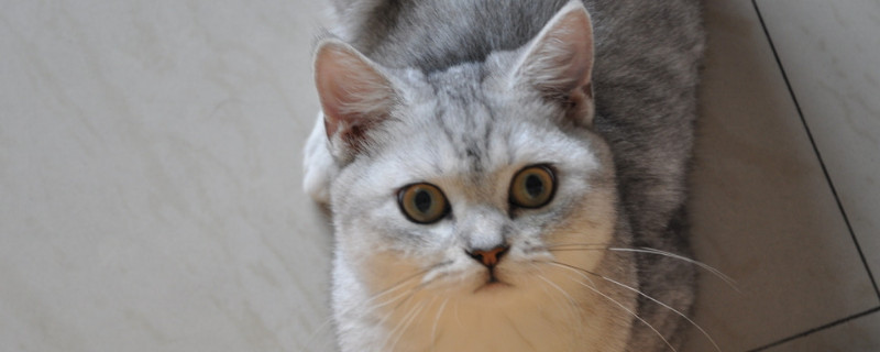 英国短毛猫怕热吗
