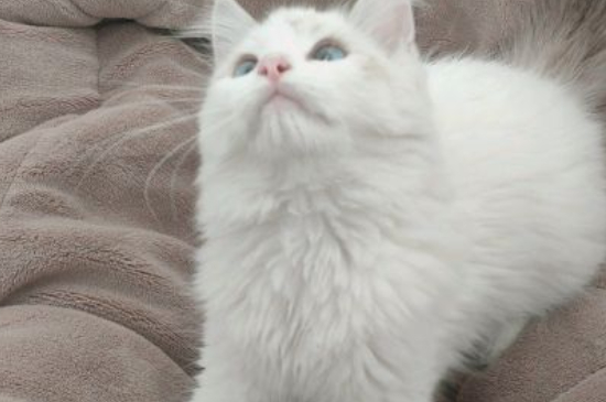 猫咪吐粮什么原因