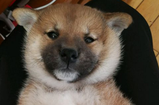 柴犬和秋田犬的区别