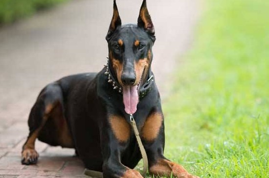 杜宾犬价格多少一只，3种级别杜宾的价格详情