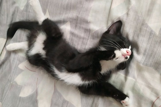 猫咪突然单只眼睛红肿