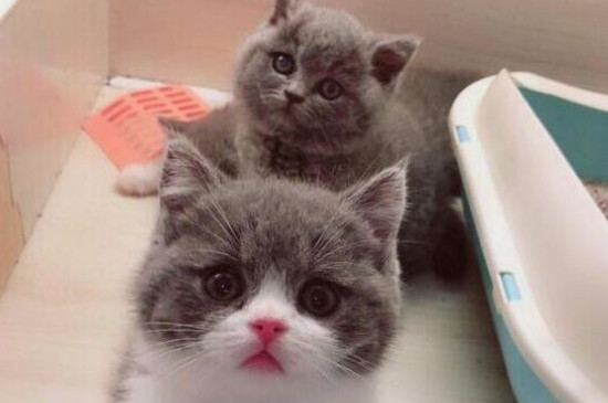 猫得狂犬病的症状