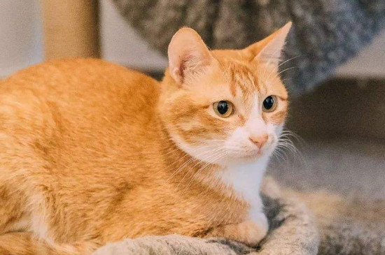 女人养猫的好处和坏处，女人养猫为什么不好