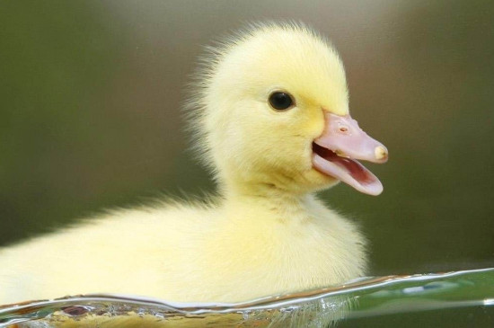鸭子吃什么下蛋多