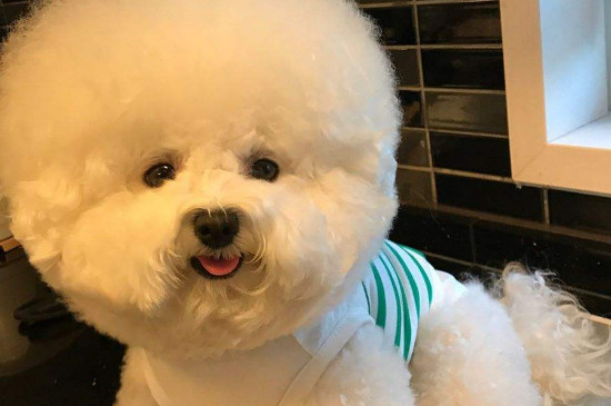 比熊犬和泰迪的区别