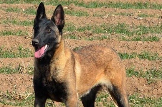 马犬的价格，马犬幼犬售价在1200～4500元不等